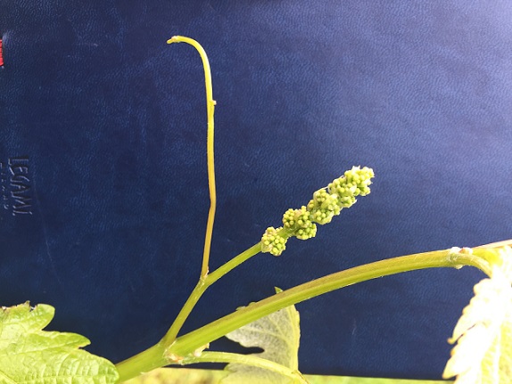 Cluster before flowering